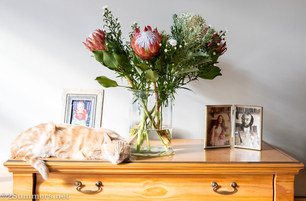 Trixie sleeping with flowers