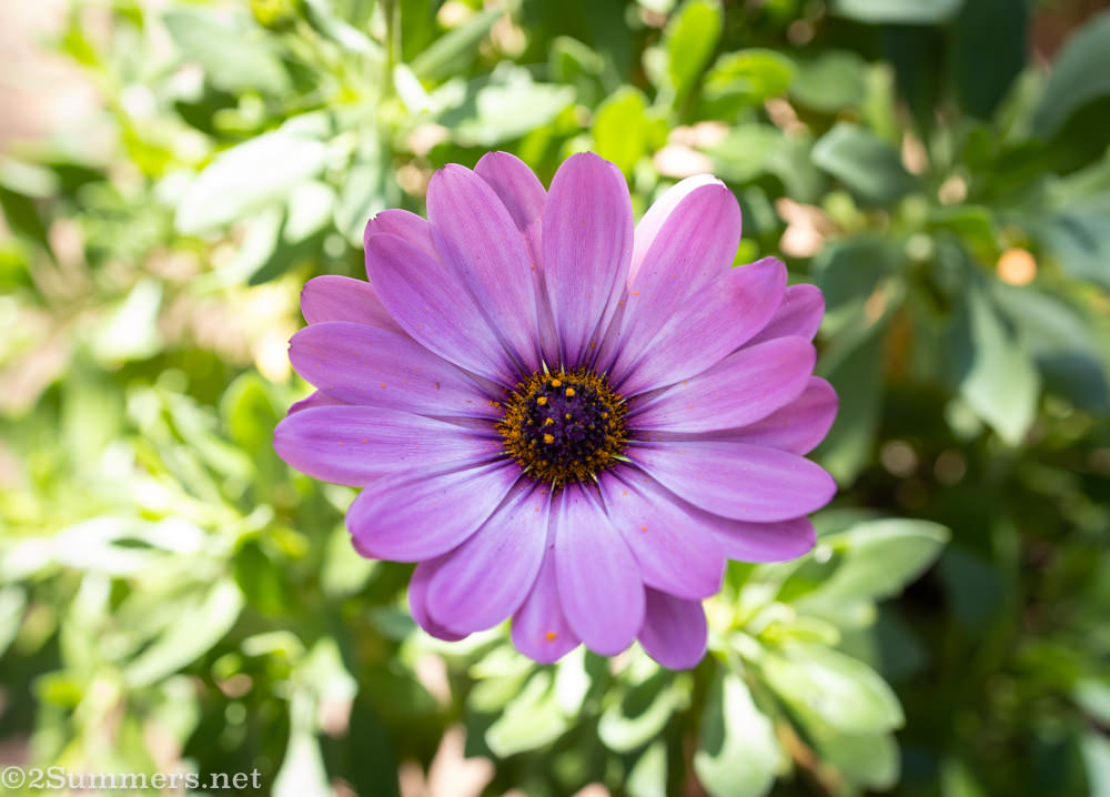 Flower and pollen photo