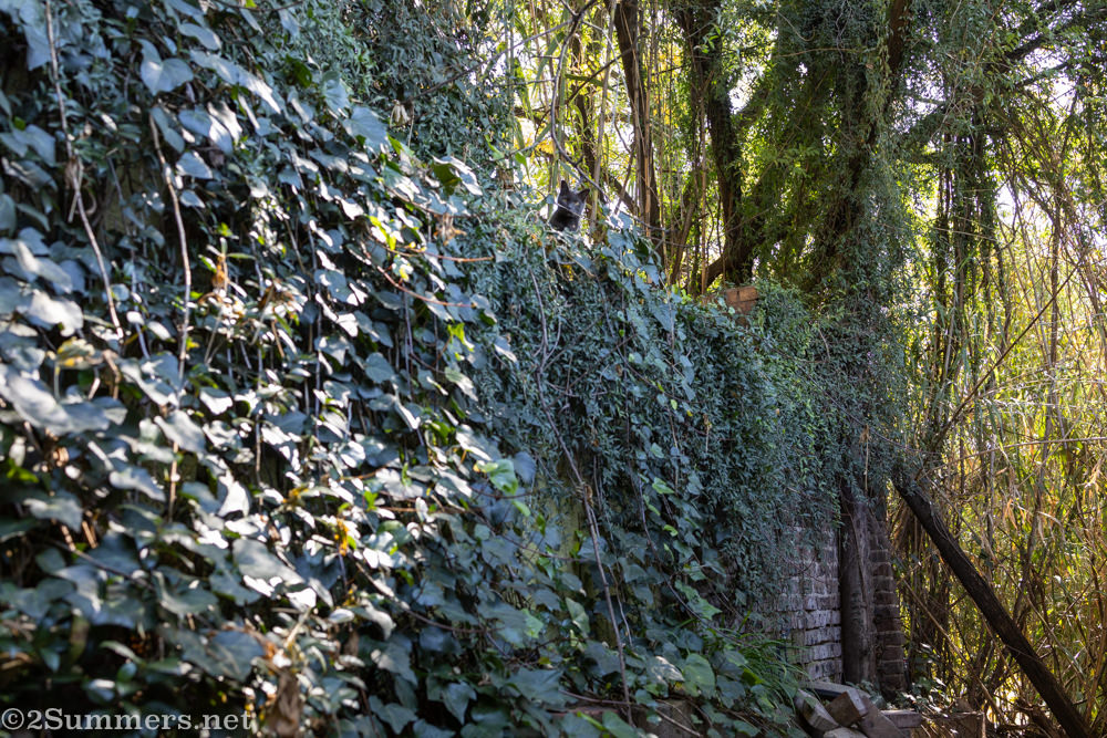 Smokey in his new hedge.