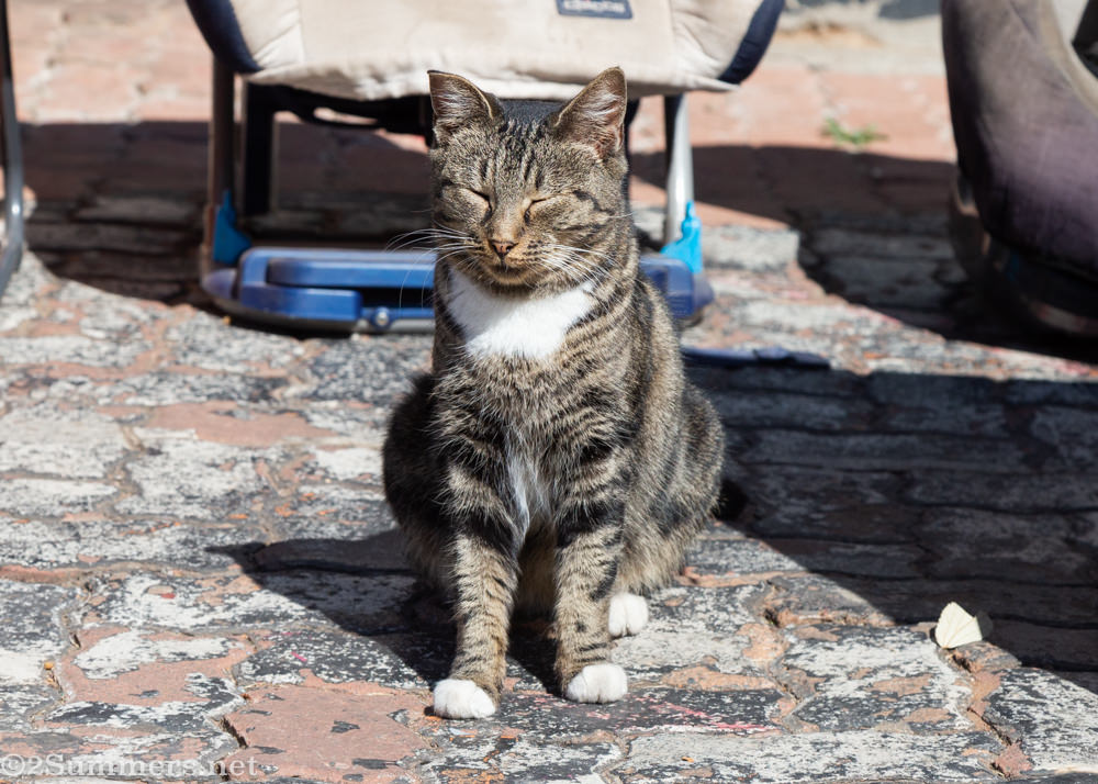 Cat at Bounty Hunters