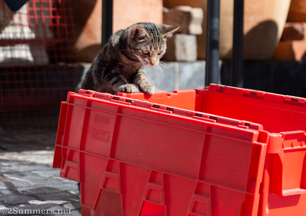 Cat at Bounty Hunters