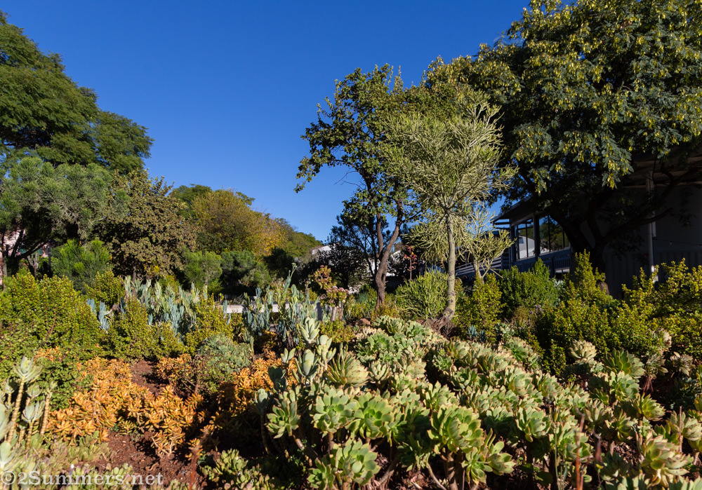 Succulent garden at 27 Boxes