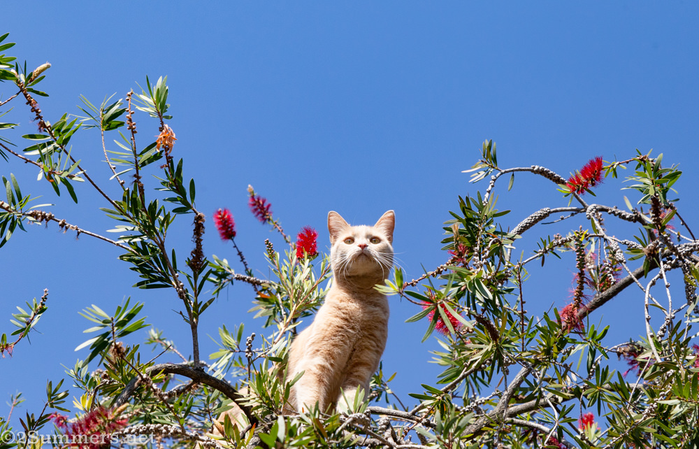 Trixie in the bottlebrush tree