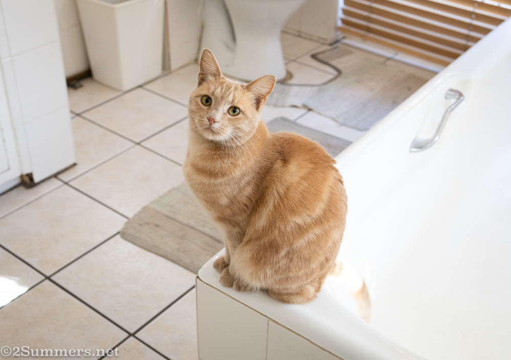 Trixie on the bathroom