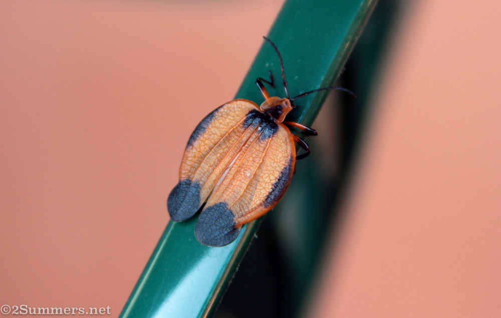 Melville beetle 2012