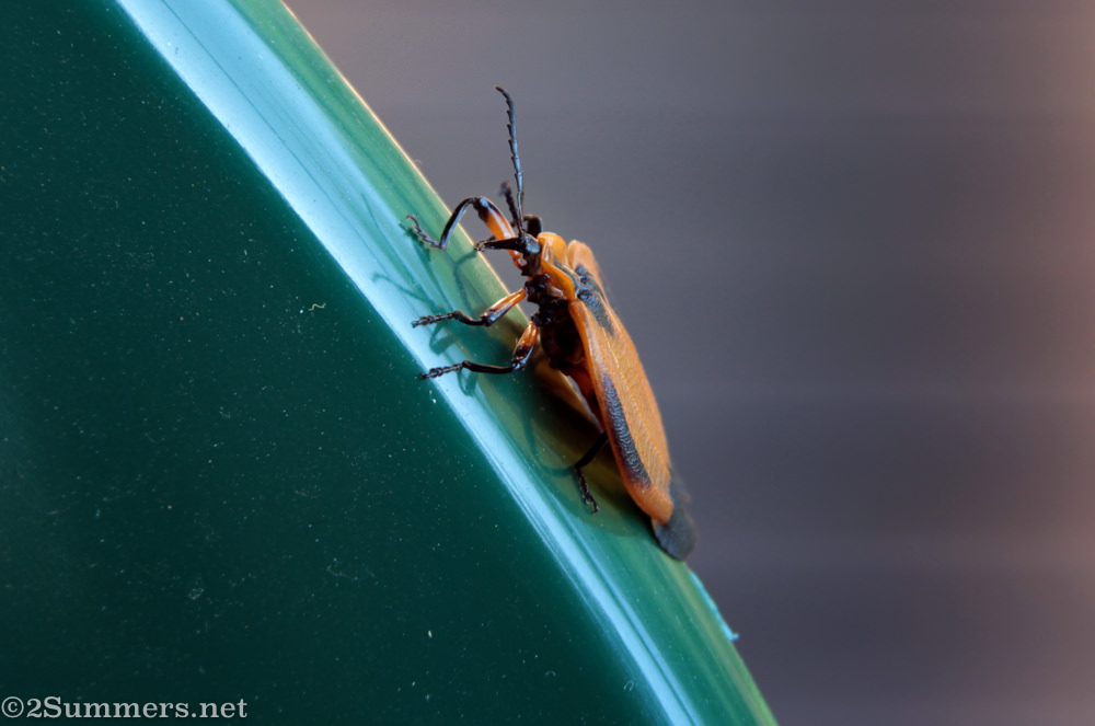 Beetle on chair