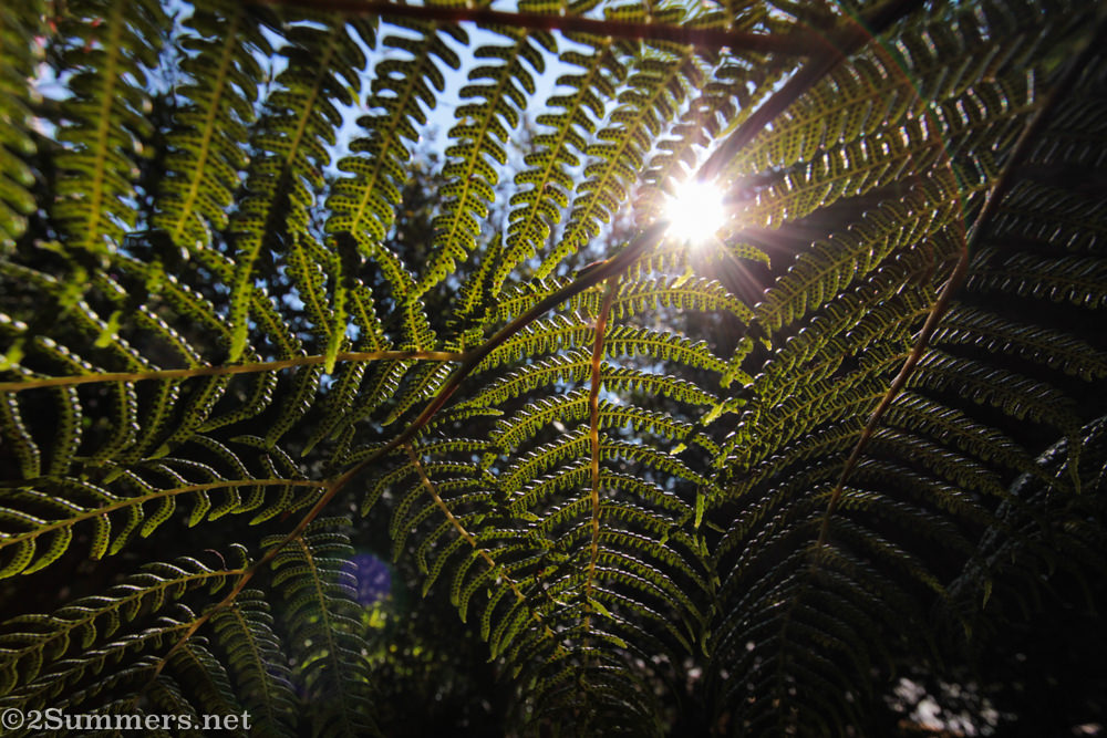 Fern tree in Melville