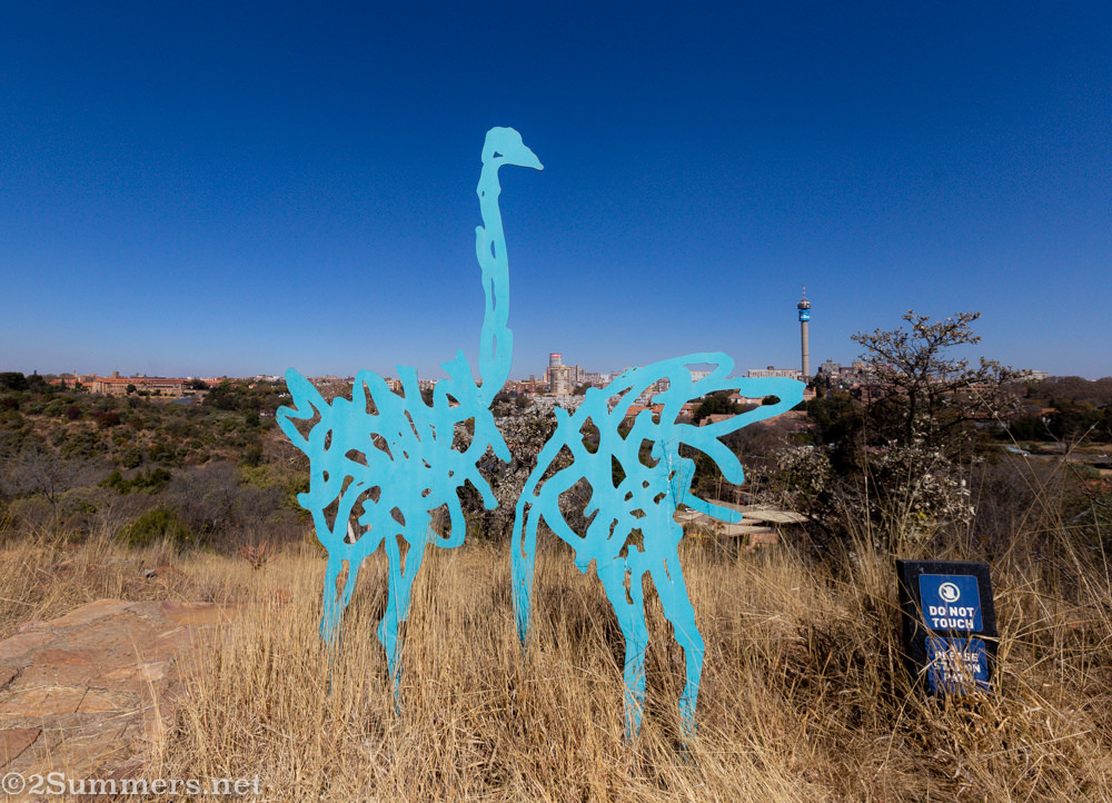 Ostriches at the Wilds