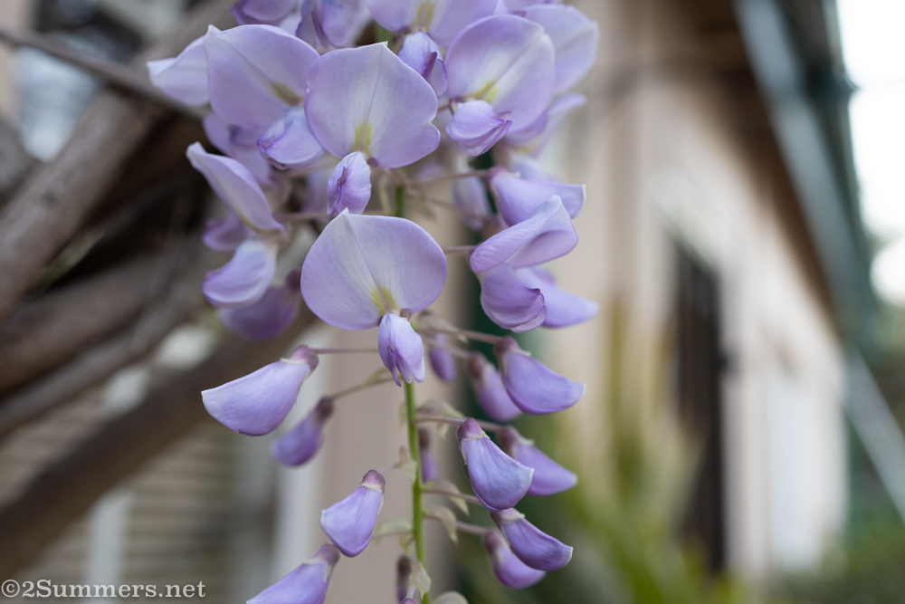 Wisteria blooms during my September lockdown nostalgia
