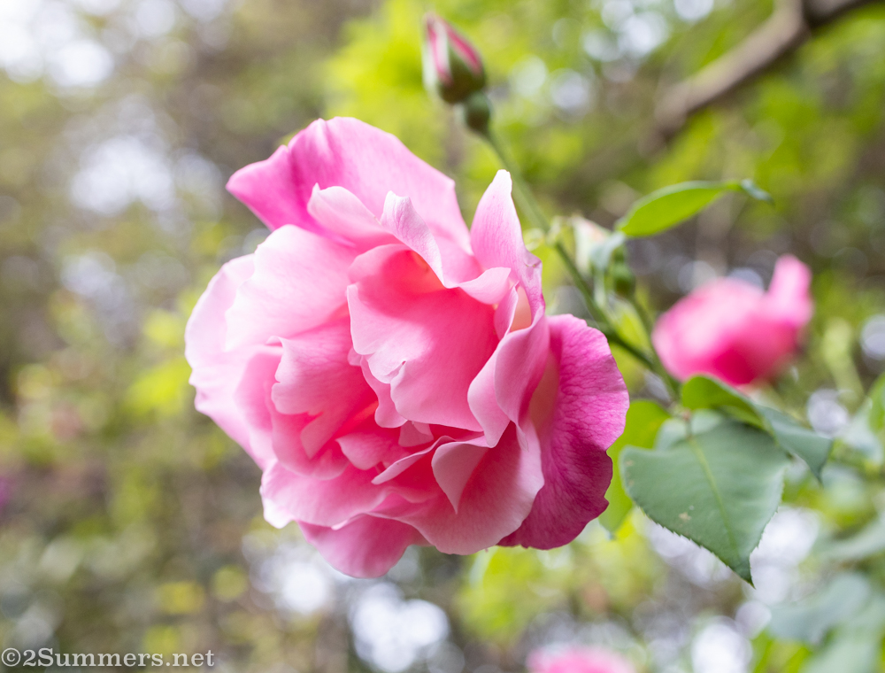 Rose in my garden – pandemic nostalgia