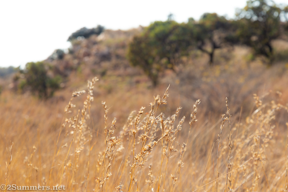 Winter grass on the Melville Koppies