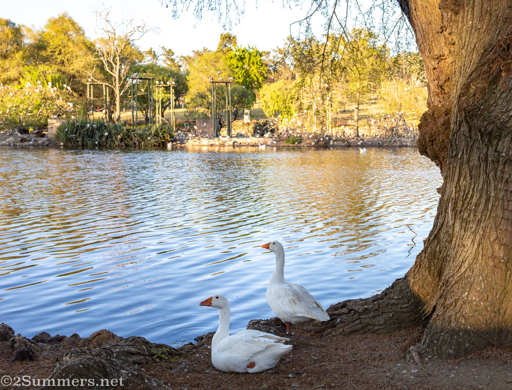 Geese at the lake
