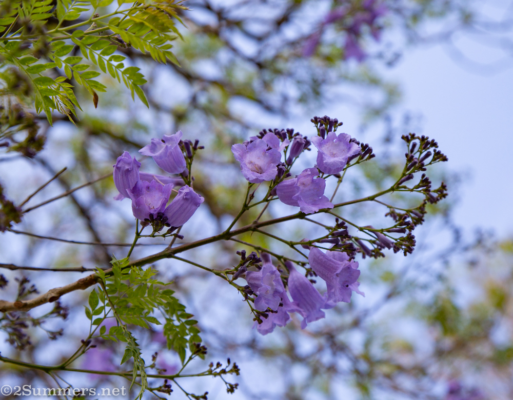 Jacaranda blossoms on 5th Street in Melville