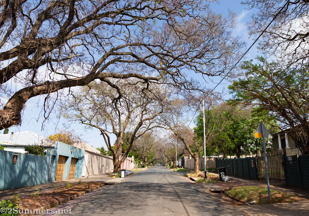 Jacaranda trees without blooms on Melville’s 3rd Avenue