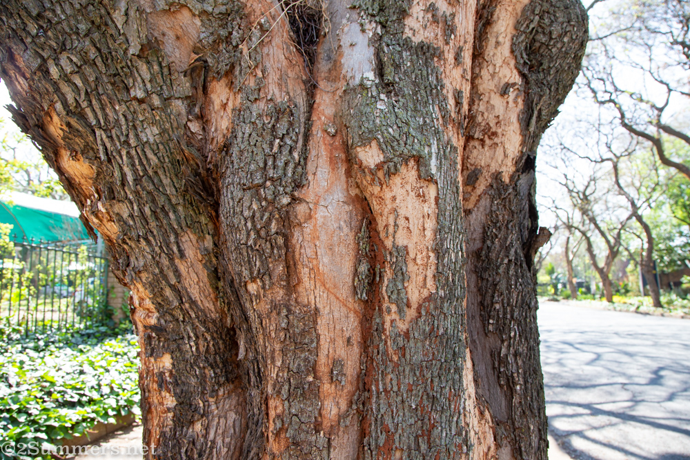 Sick tree trunk on Sherborne Road