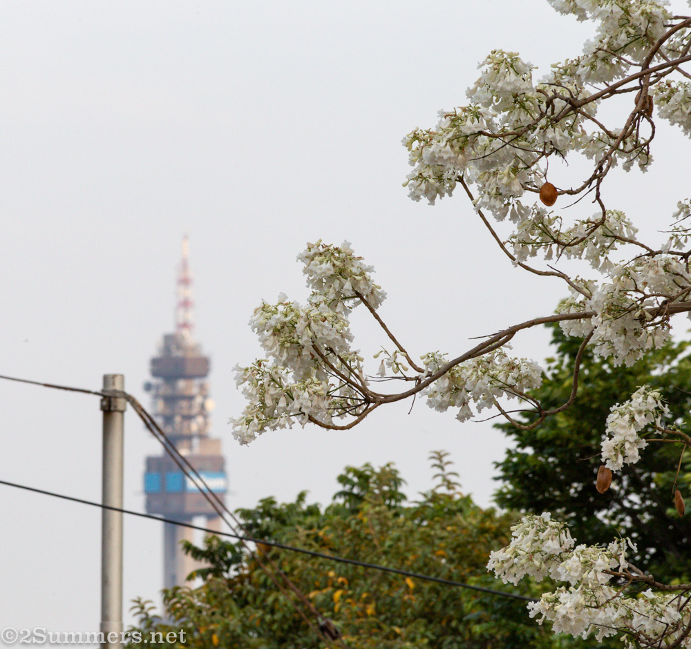 White jacarandas and Pretoria Telkom tower