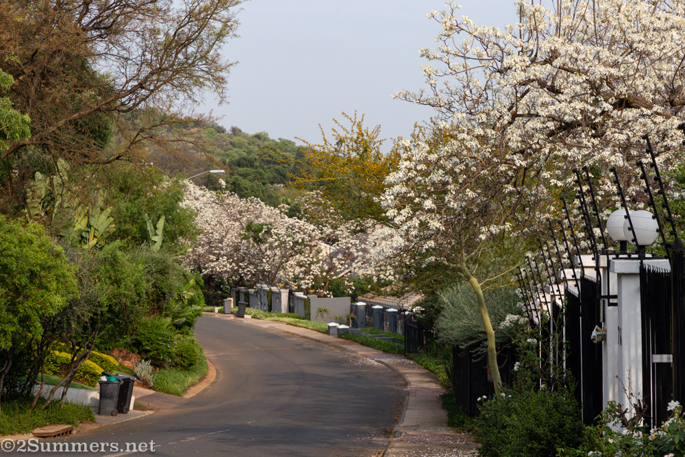 White jacaranda trees