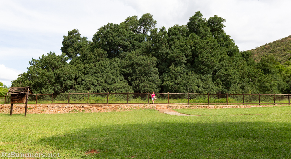 Heather in front of the Wonderboom tree