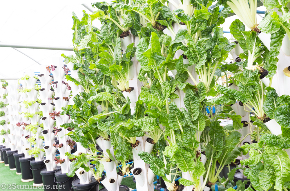 Lettuce at Ichthys Aquaponic