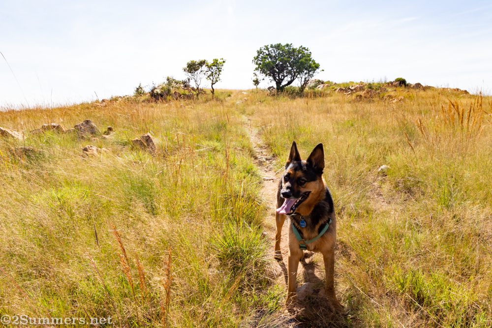 Gremlin on the ridge