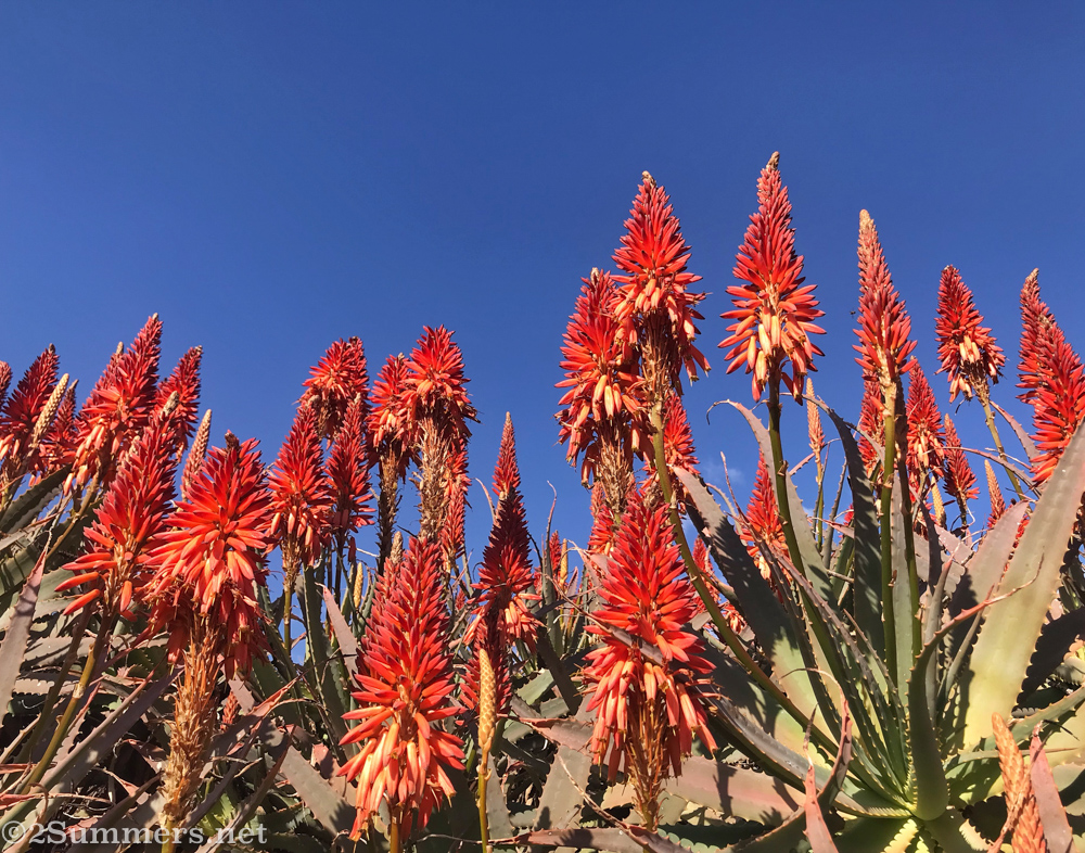 Aloes in Emmarentia
