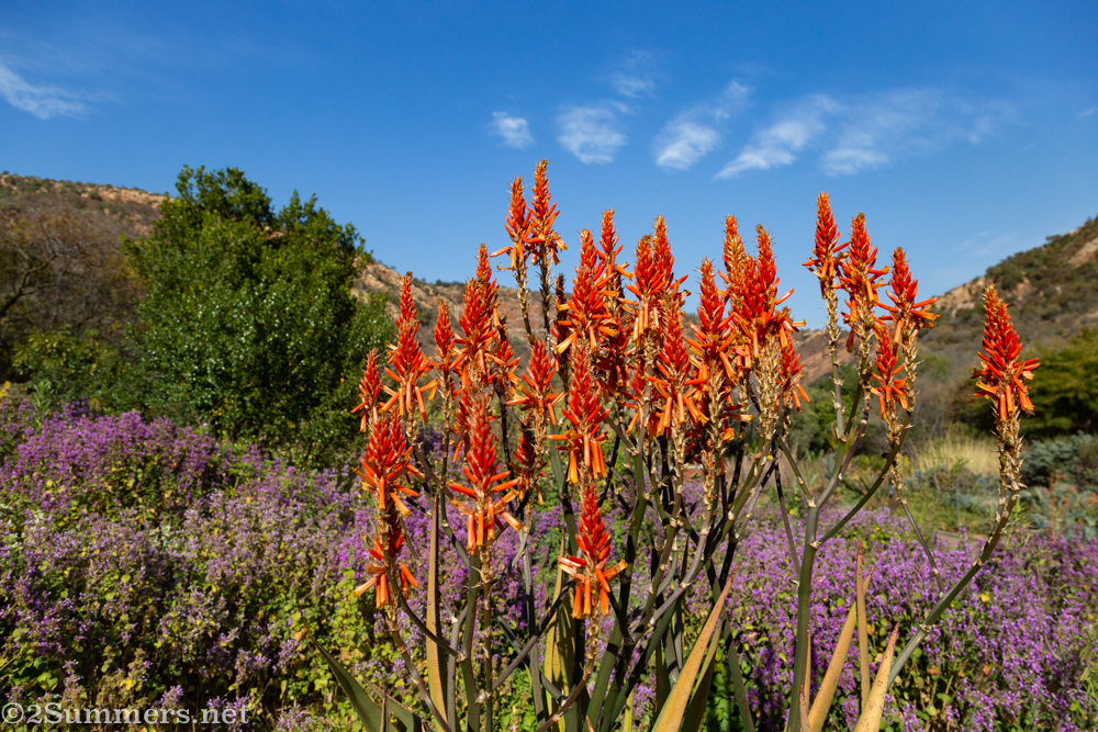 Aloes blooming at Walter Sisulu National Botanical Gardens