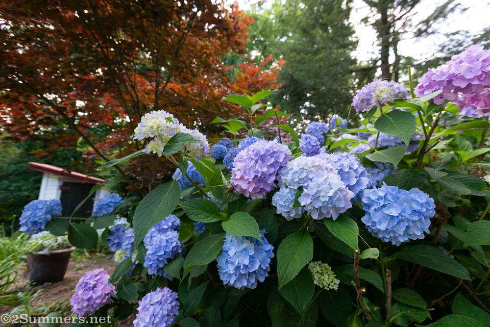 Hydrangeas in Sykesville