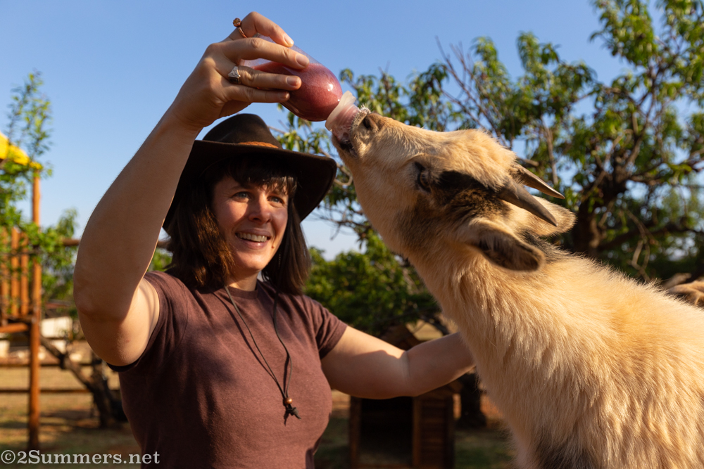 Heather feeding goats