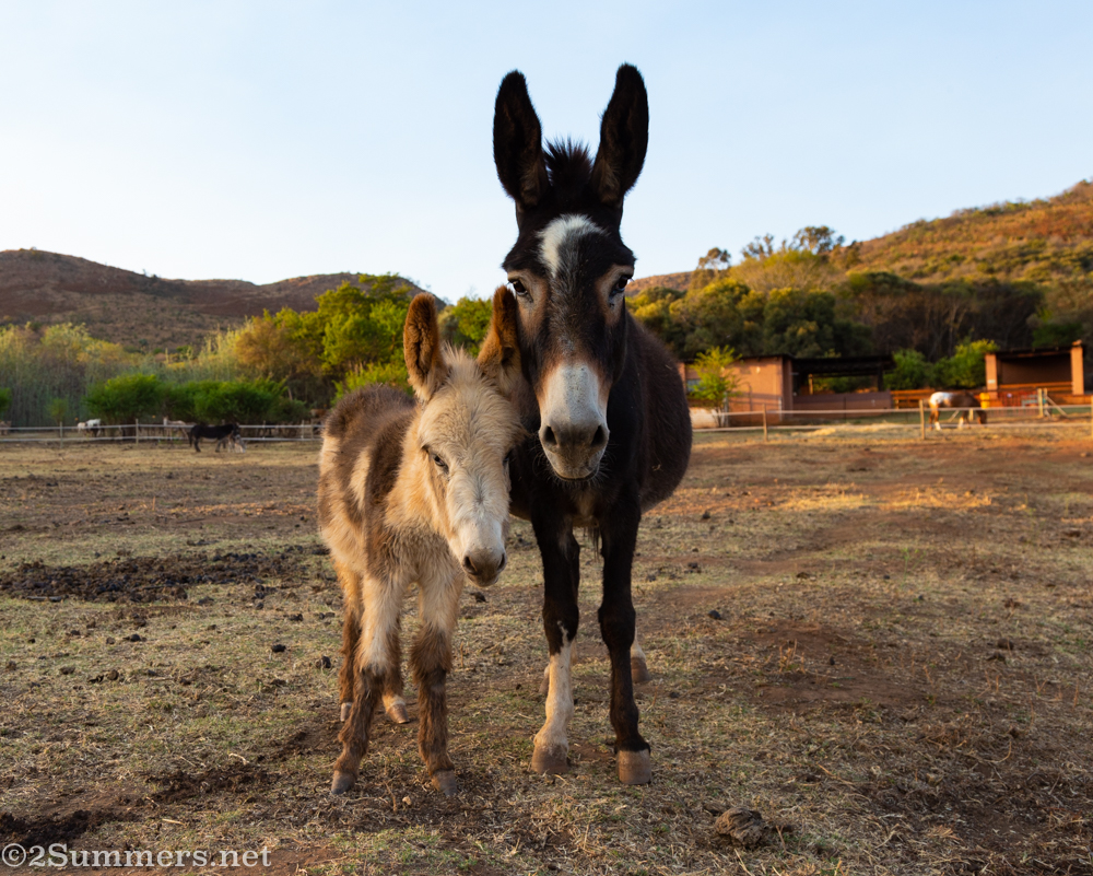 Mother and baby donkeys at the Donkey Dairy in Magaliesburg