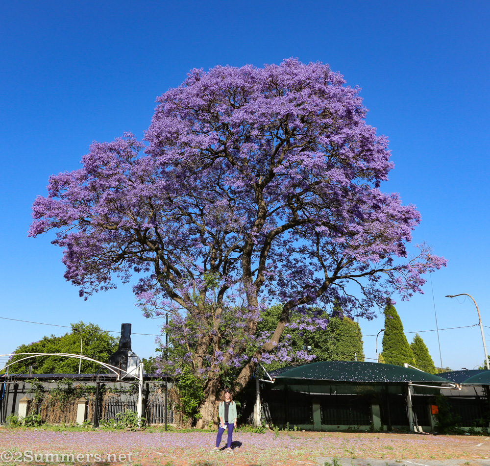 Heather on a jacaranda walk in Rosebank