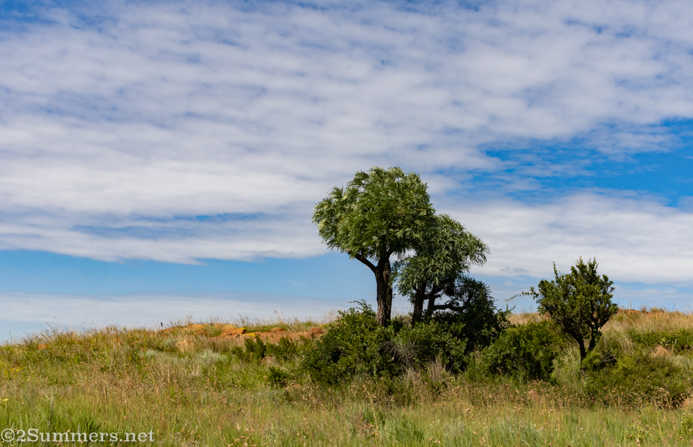 Cabbage trees growing at the top of a ridge in Klipriviersberg