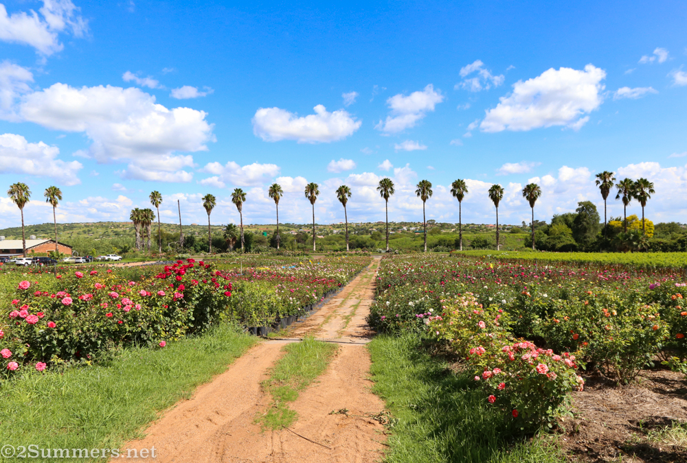 Ludwig’s Rose Farm