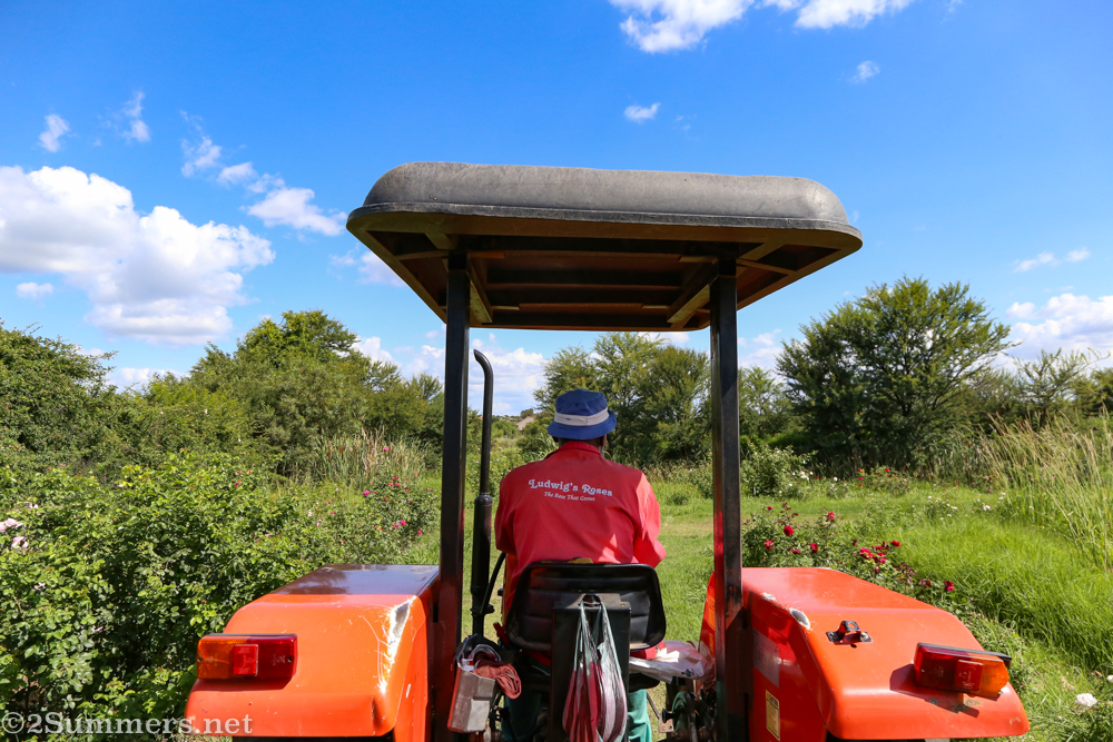 Tractor ride at Ludwig’s Roses