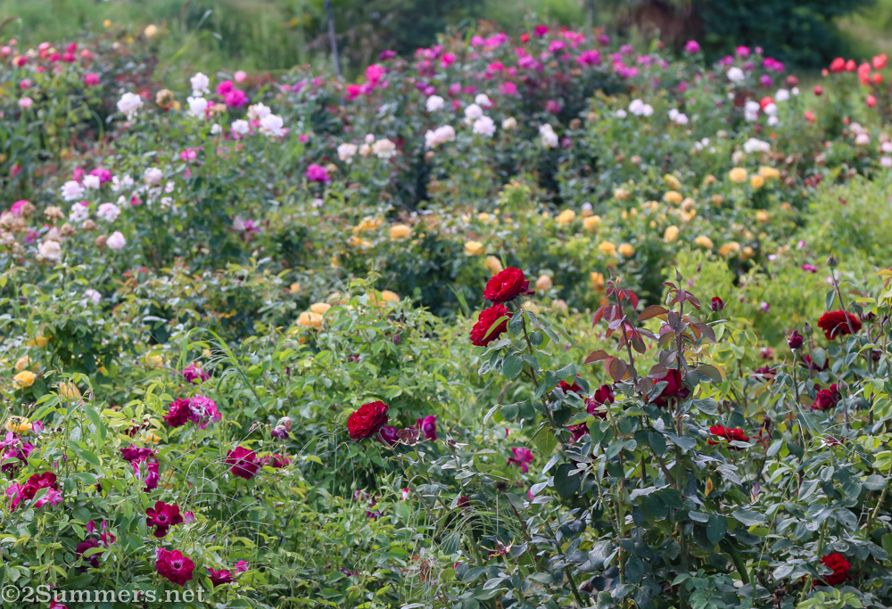 Roses of many colors at Ludwig’s