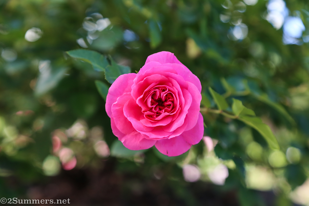 A perfect Ludwig’s rose