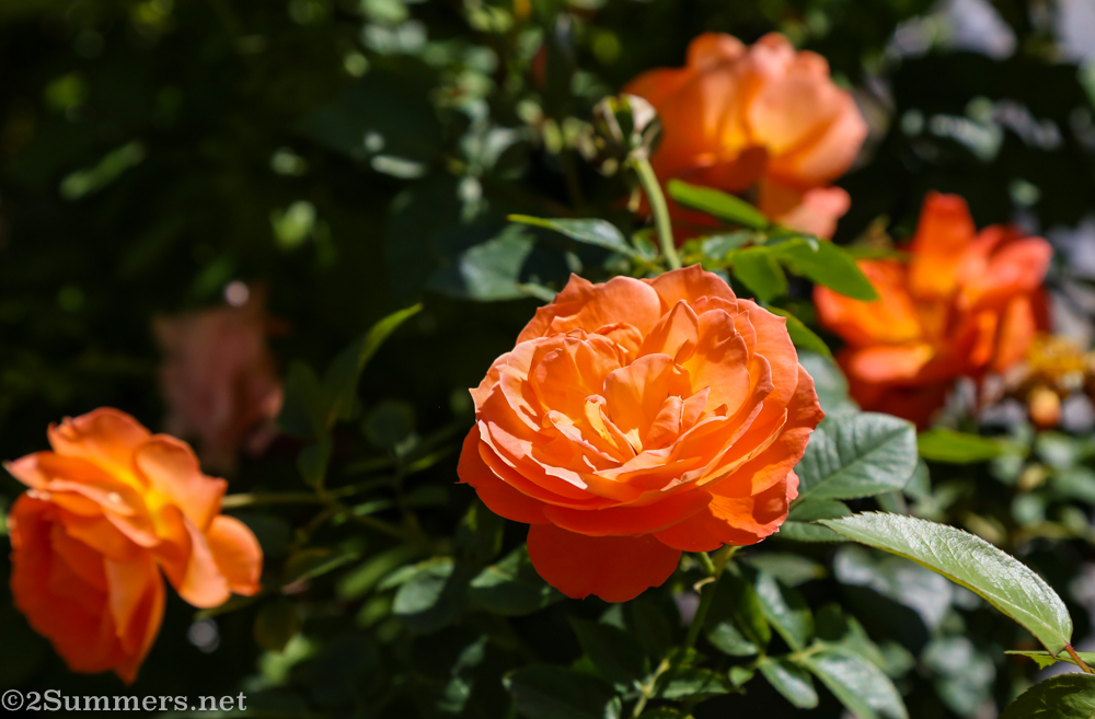 Orange rose