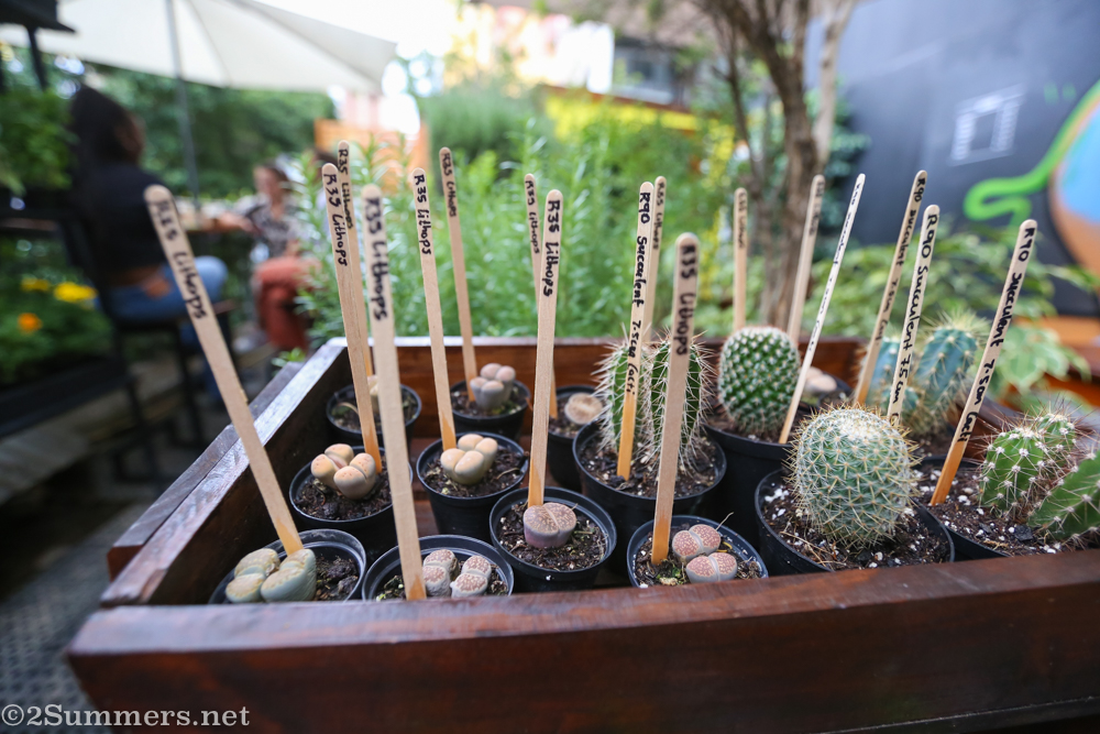 Succulents for sale at JFF Rooftop