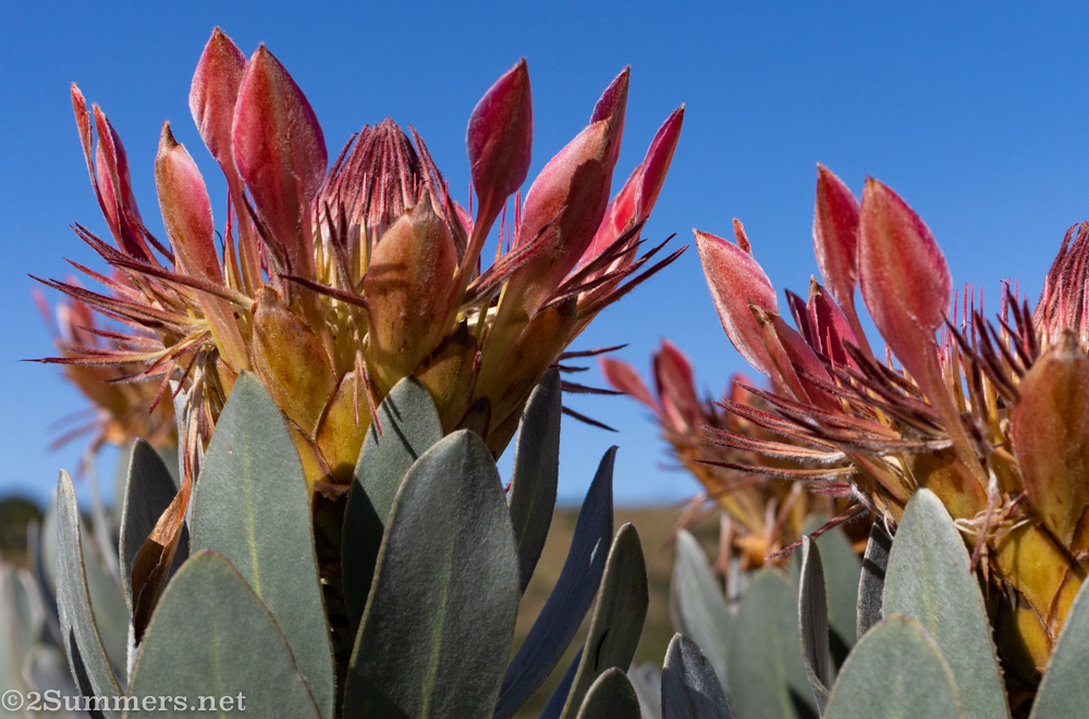 Proteas in bloom at the Kloodendal Nature Reserve