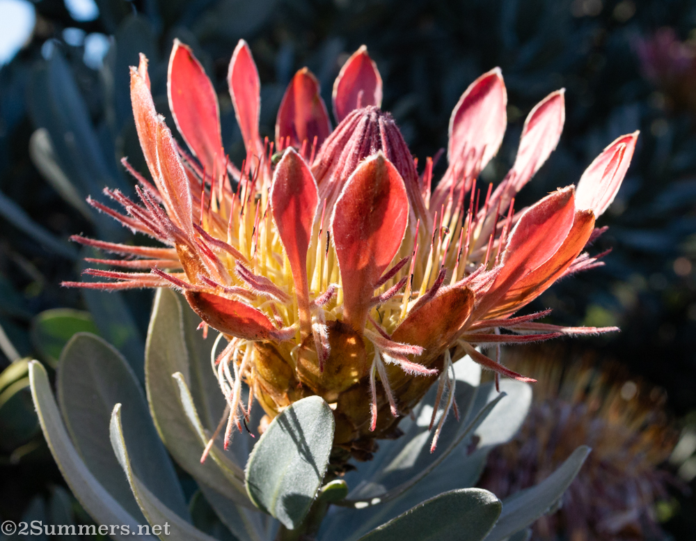 Protea in bloom