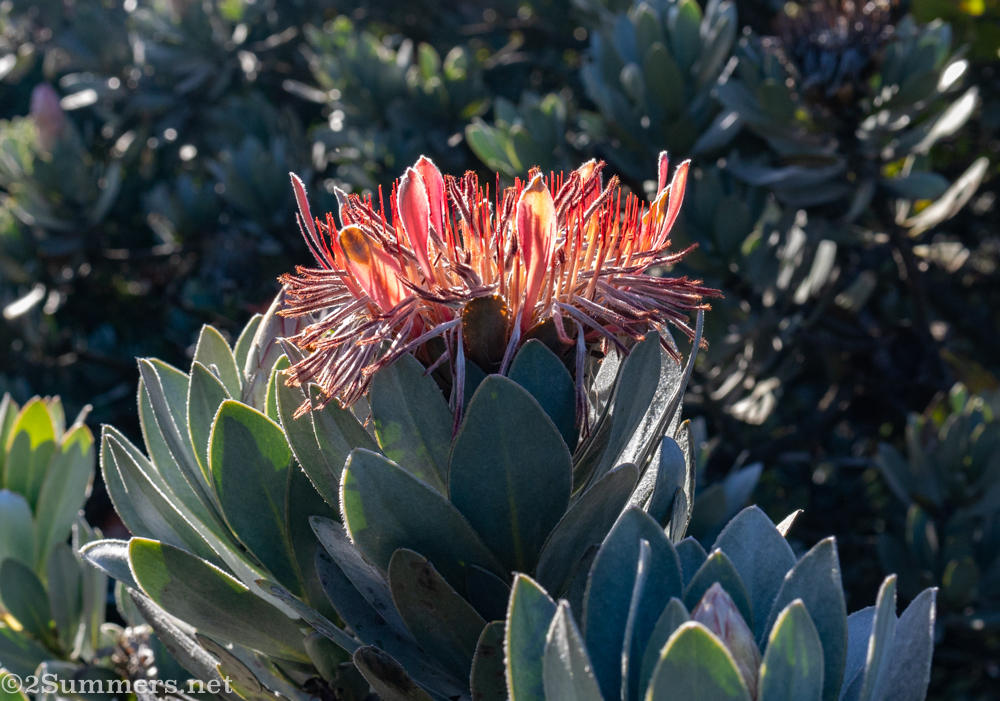 Protea in Kloodendal