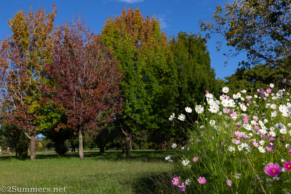 Cosmos and fall leaves