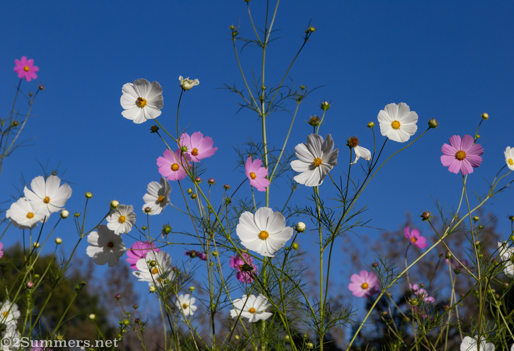 Looking up at cosmos