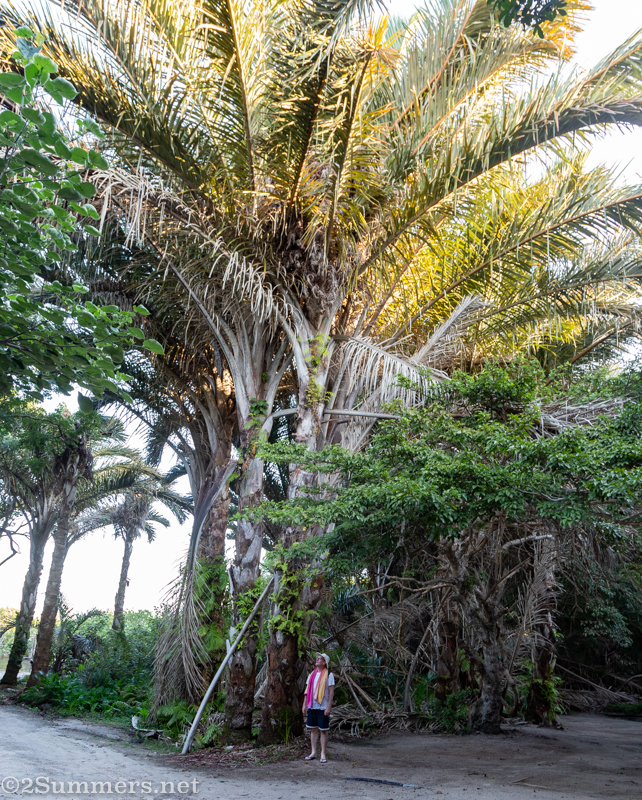 Thorsten and raffia palms