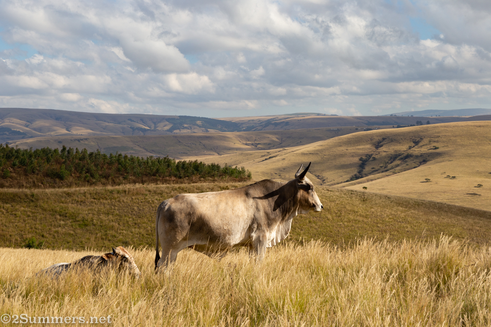 Cow in KZN