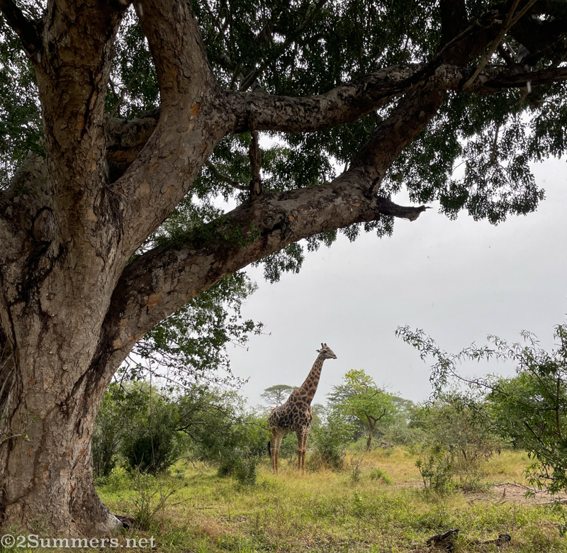 Giraffe at Tembe Elephant Park