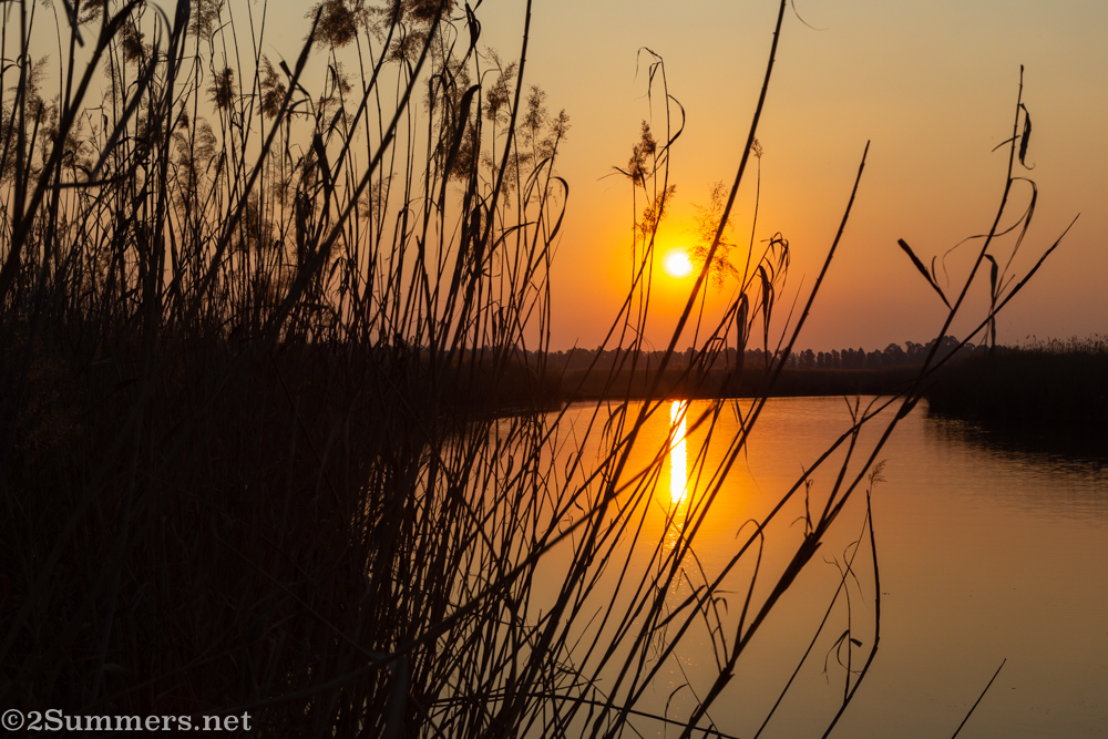 Sunset in the reeds