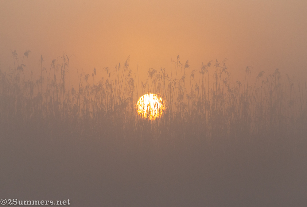 Sunrise in the reeds