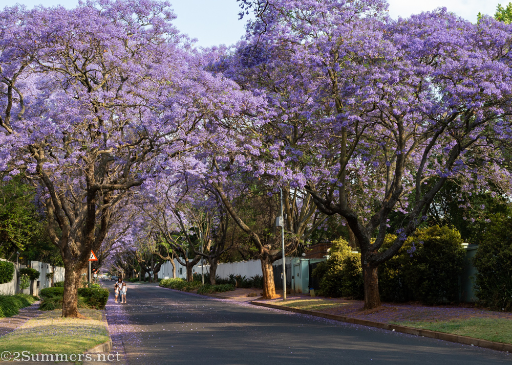 Jacaranda photos in progress