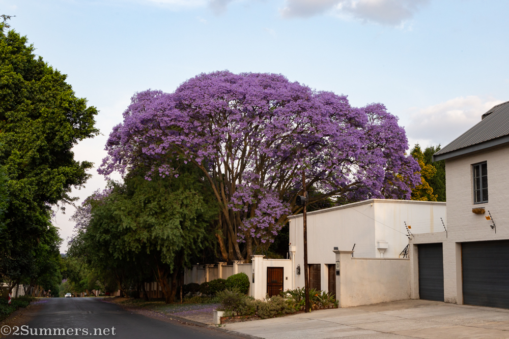 Blooming jacaranda in Oaklands