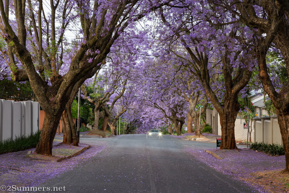 Jacarandas on 9th Street in Melville